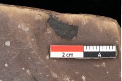 Foto (Detailsansicht) von Quercus palaeoilex Ettingshausen (NHMW-GEO-2024-0188-0766)